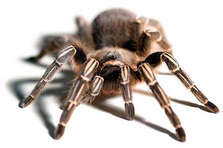 Aphonopelma Seemani