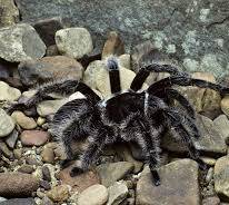 Honduran Curly hair Tarantulas