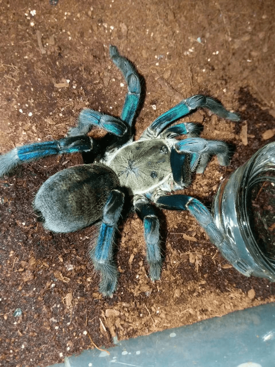 Colbolt Blue Adult females cb
