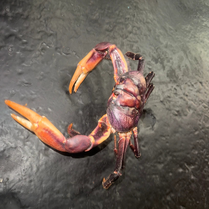 Giant Zombie Land Crabs.