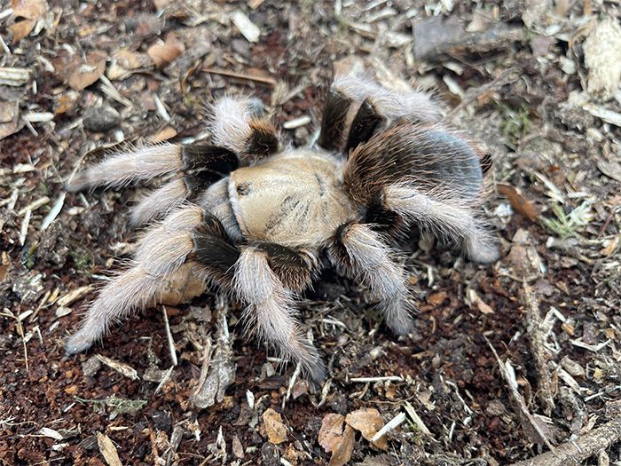Aphonopelma Michiocan SP Black Femur