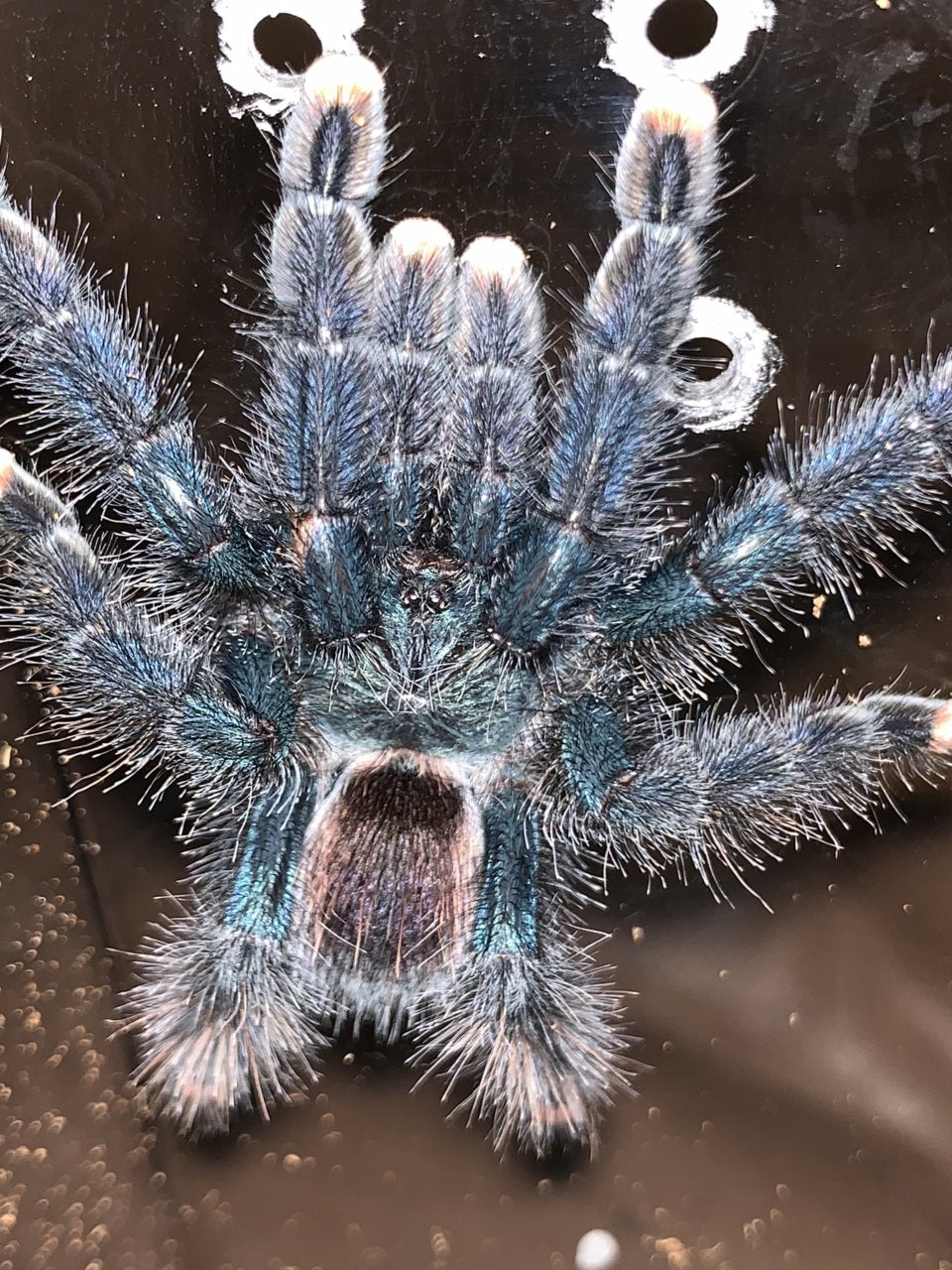 Avicularia Avicularia