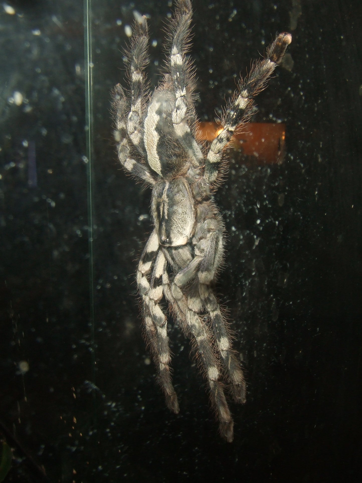 Ghost mature females
