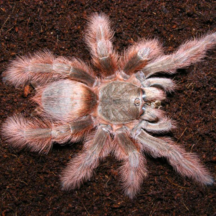 Mature female Nhandu tripeppii