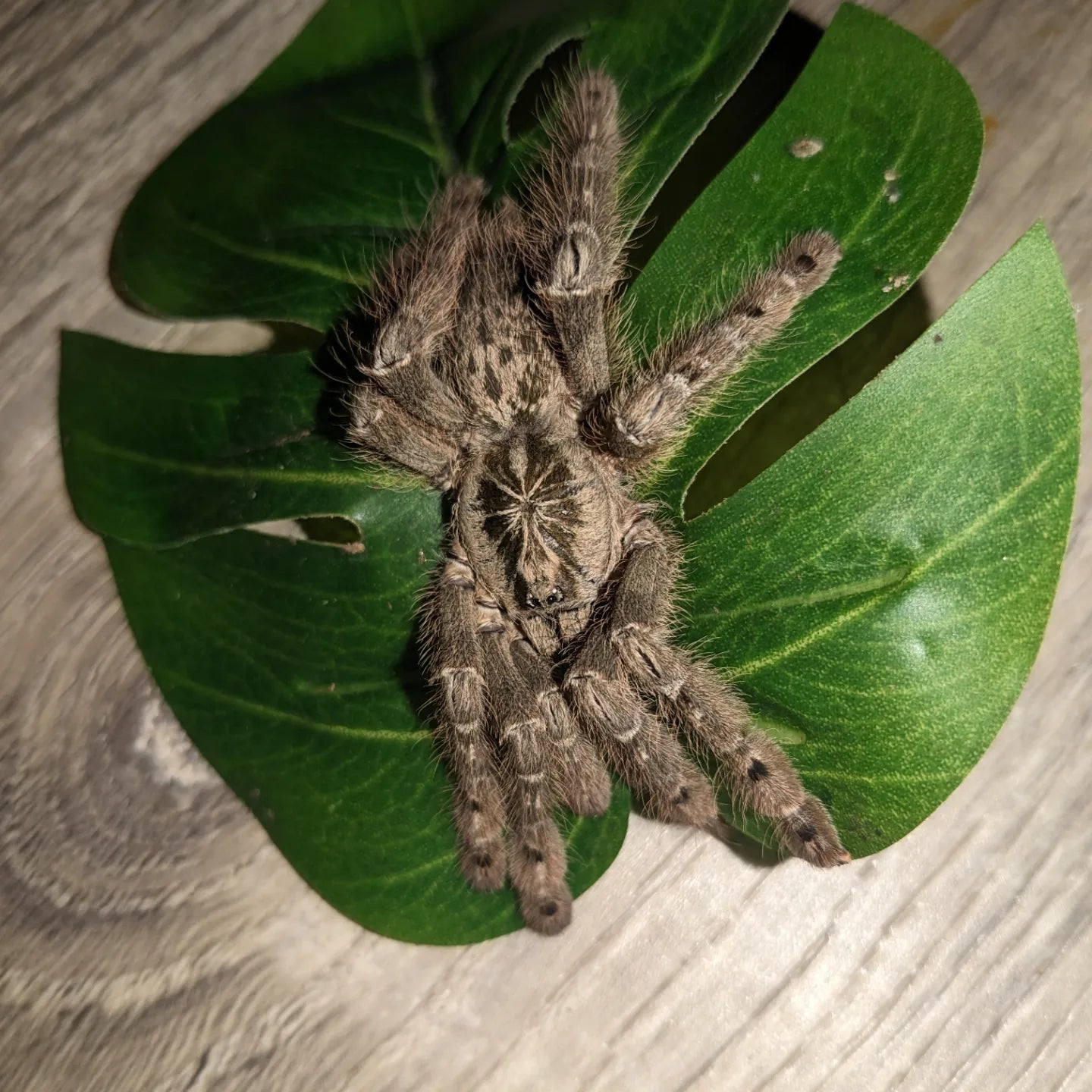 Female Heteroscodra maculata (Togo Starburst Baboon)