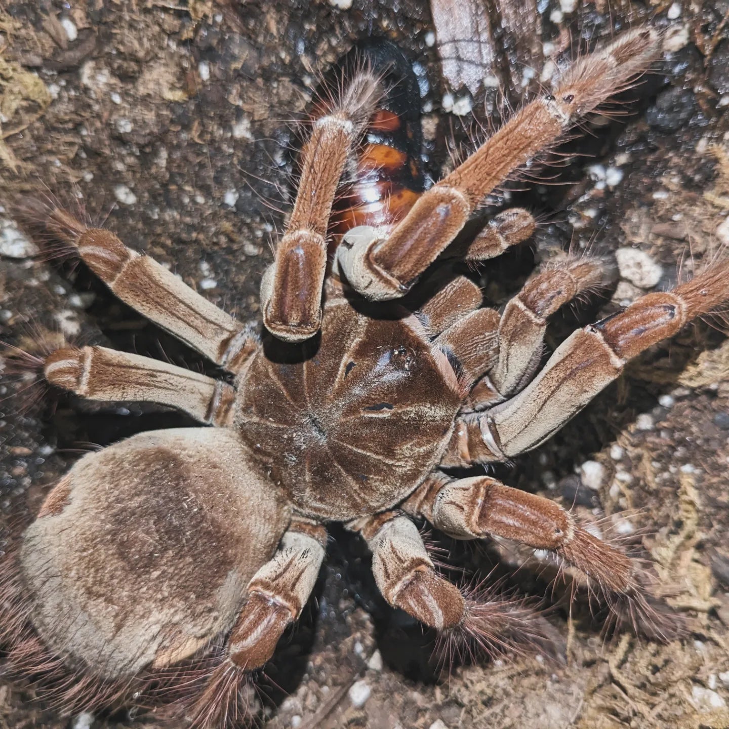 Unsexed Theraphosa stirmi (The Burgundy Goliath Birdeater)