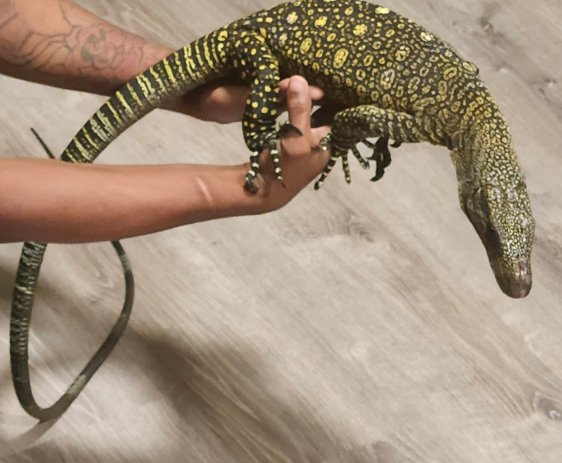 Juvenile female ultra tame Crocodile 🐊 monitor