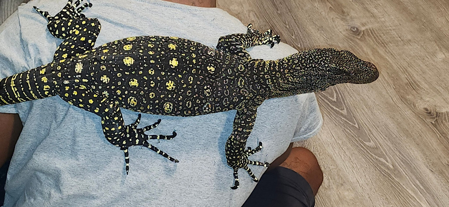Juvenile female ultra tame Crocodile 🐊 monitor
