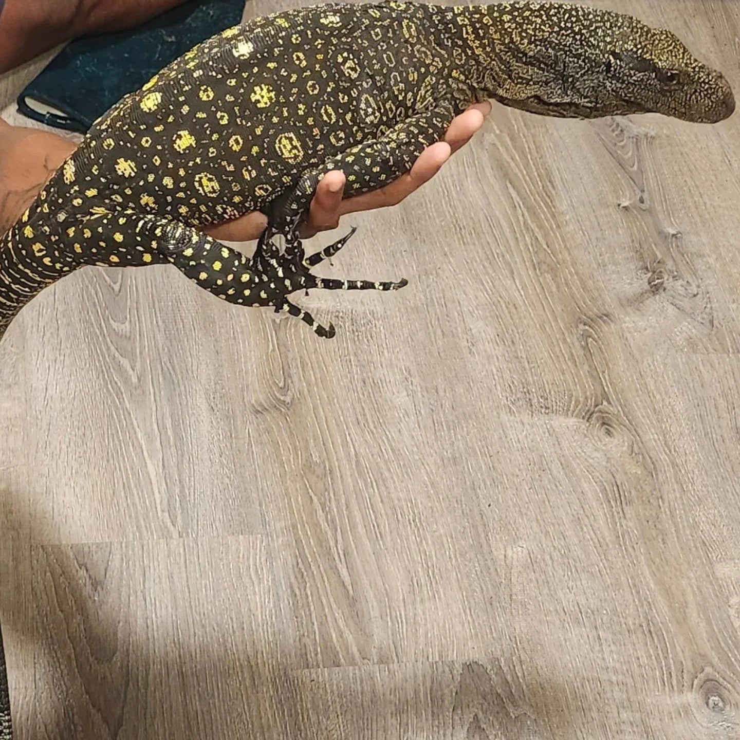 Juvenile female ultra tame Crocodile 🐊 monitor