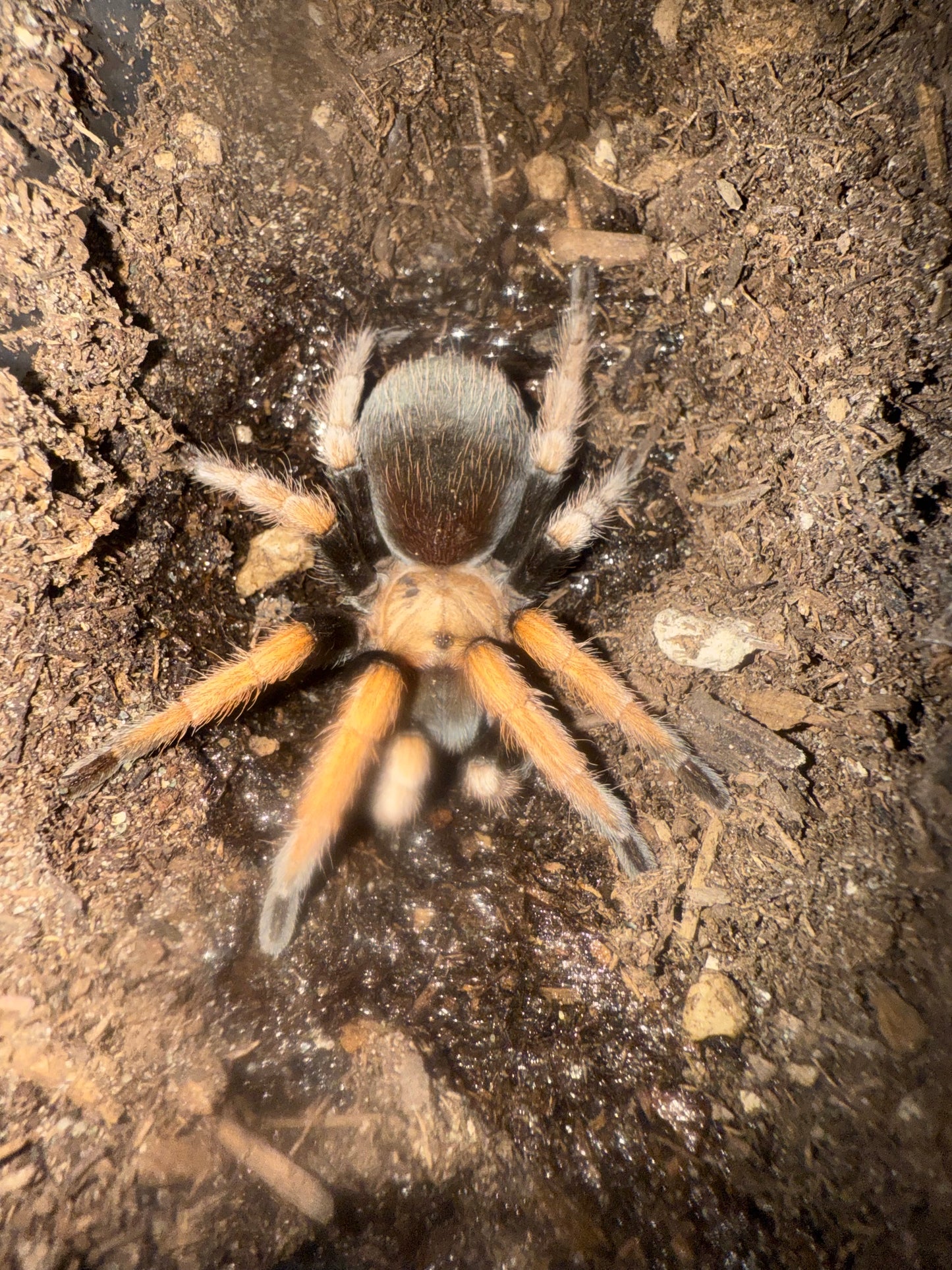Aphonopelma bicoloratum(Mexican Blood Leg tarantula)Females