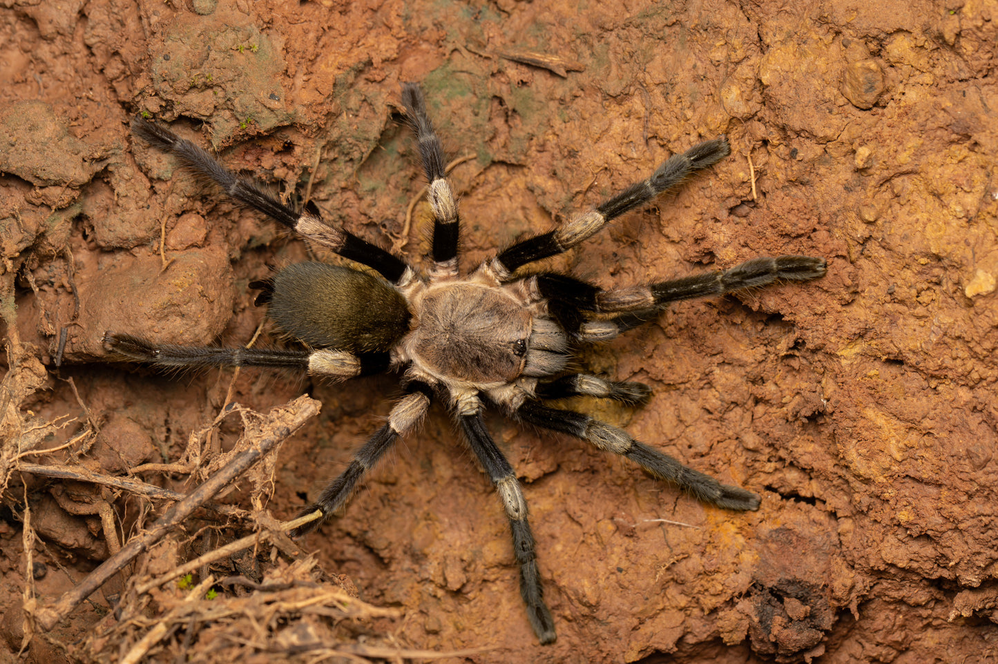 Haplocosmia himalayana(Himalayan Earth Tiger tarantula)Female