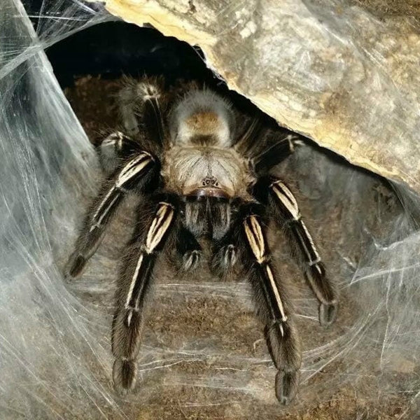 Ephebopus murinus(Skeleton Tarantula)Mature Females