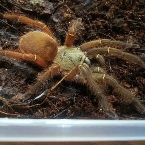 Ephebopus uatuman(Emerald Skeleton Tarantula)Females