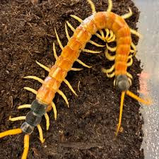 Scolopendra Heros approximately 6”