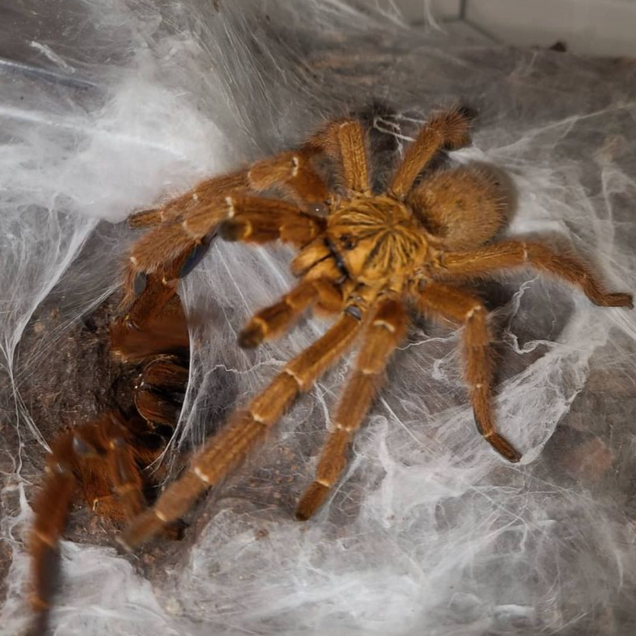 Pterinochilus Murinus