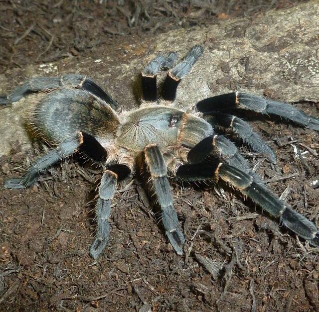 Thai siver Earth tiger 🐯 mature female