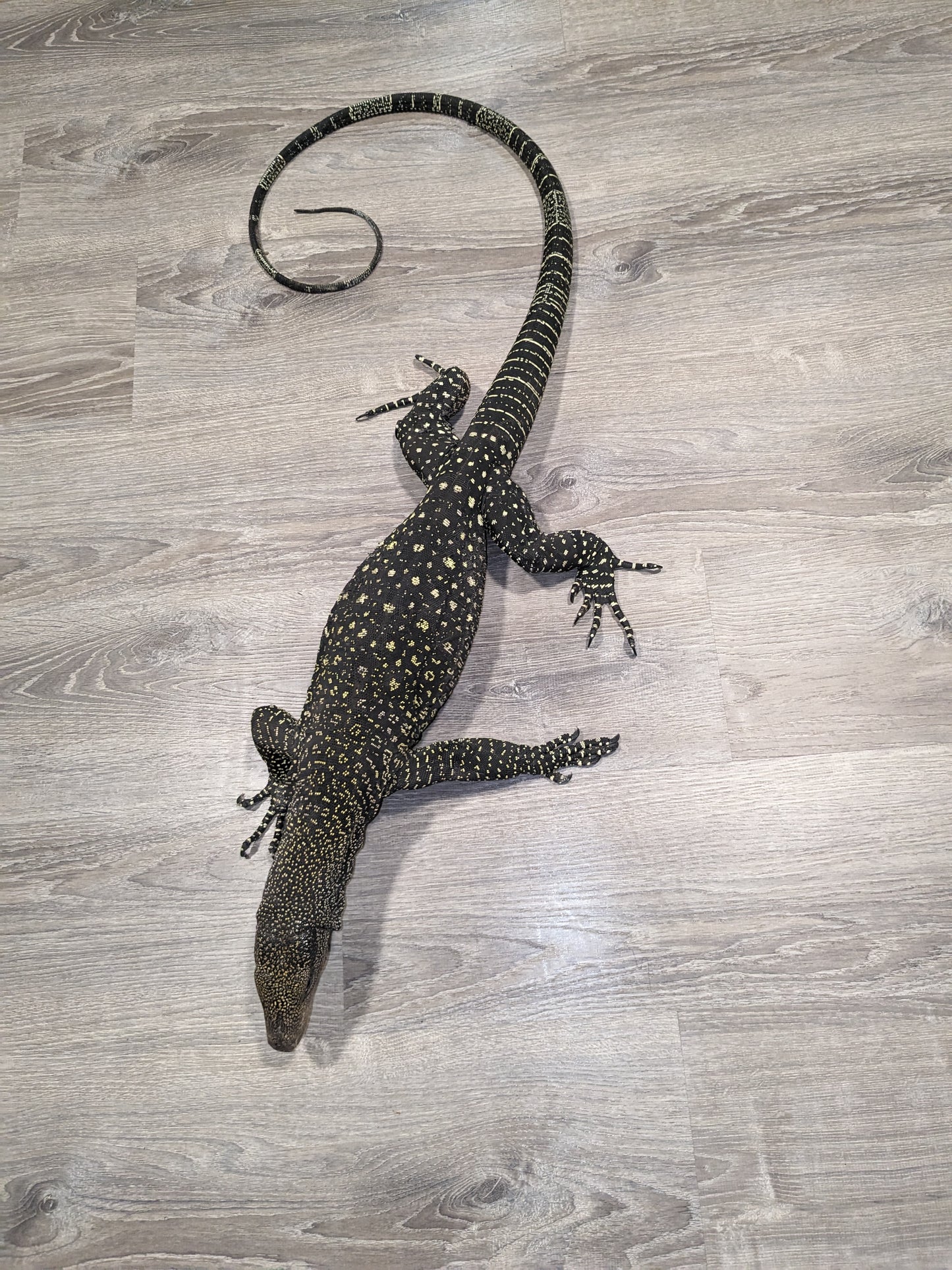 Adult ultra tame Crocodile 🐊 monitor