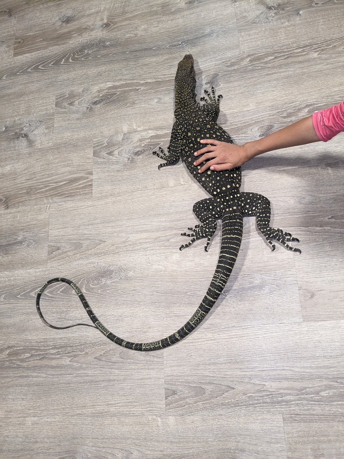 Adult ultra tame Crocodile 🐊 monitor