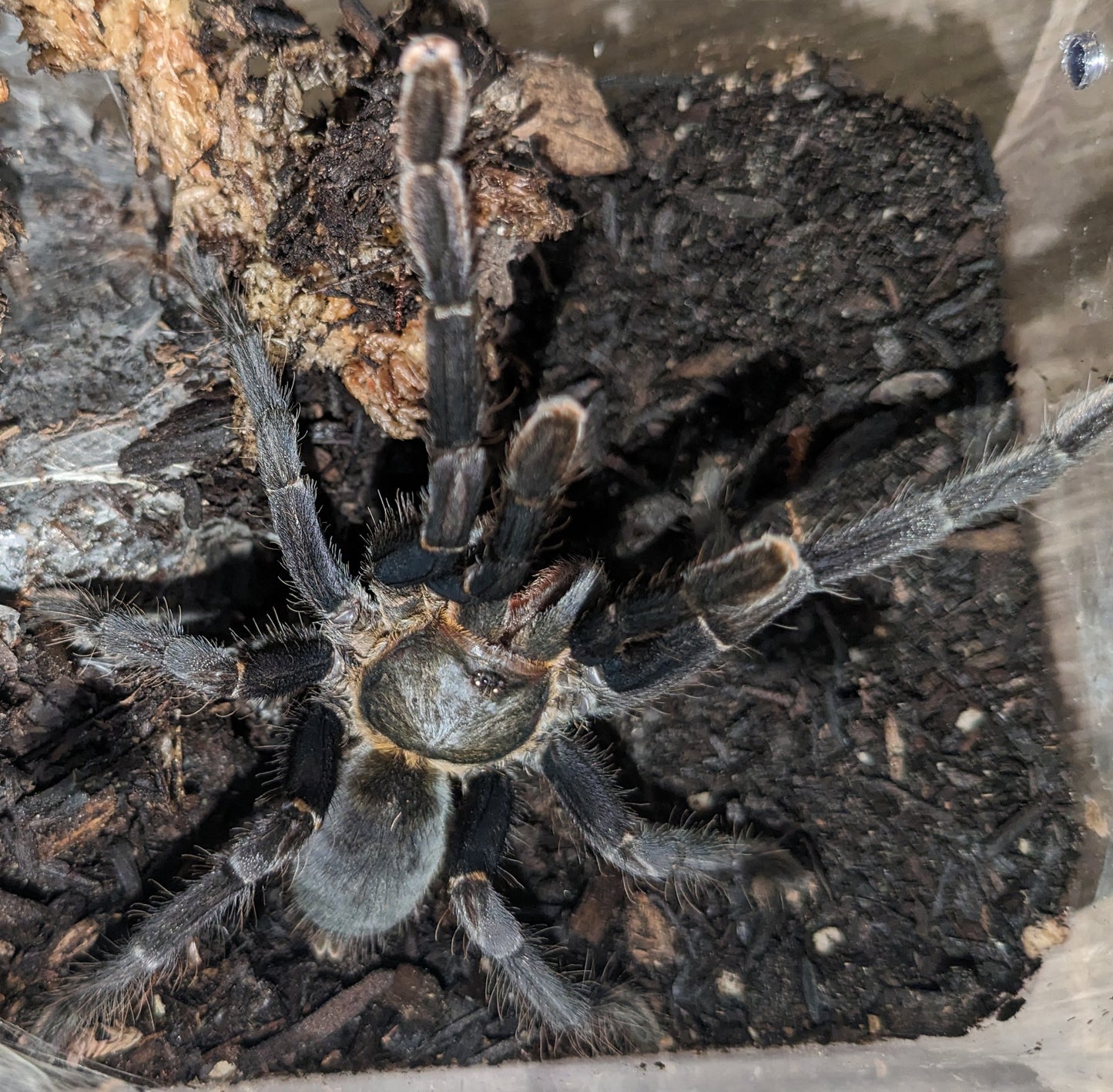 Cyriopagopus sp Big Black female