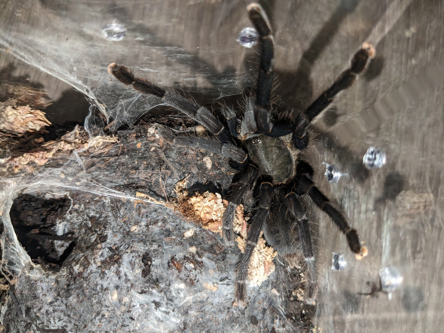 Cyriopagopus sp Big Black female