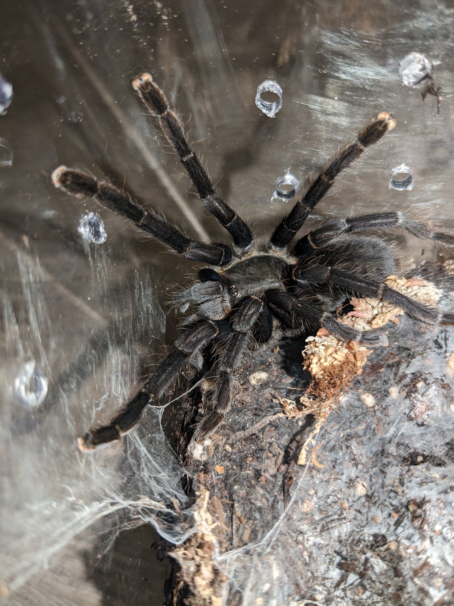 Cyriopagopus sp Big Black female