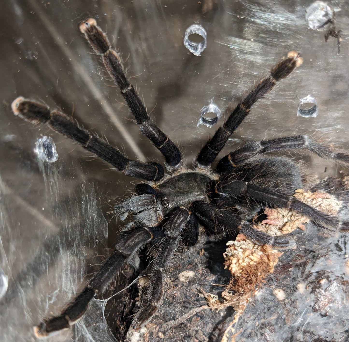 Cyriopagopus sp Big Black female