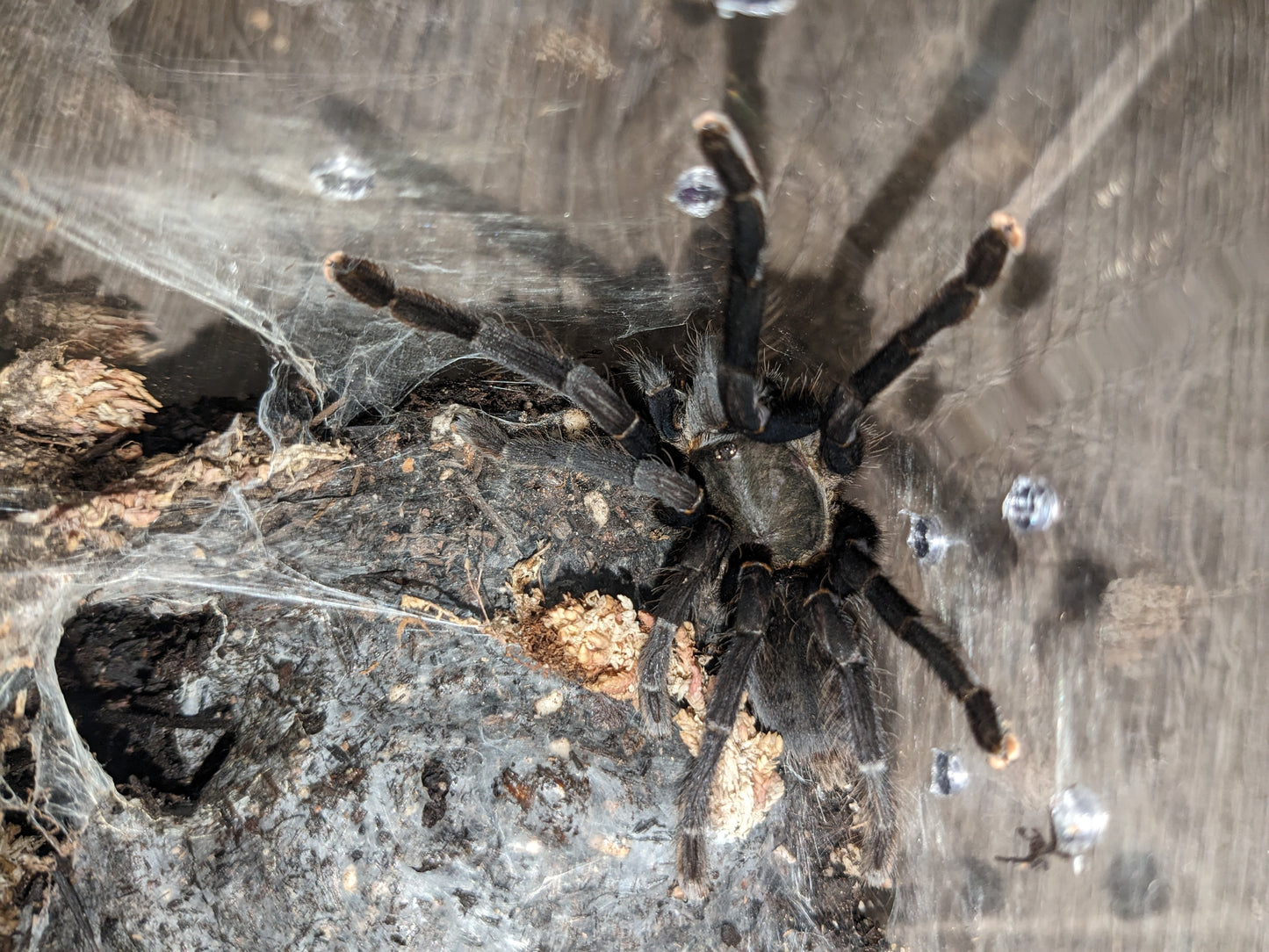 Cyriopagopus sp Big Black female