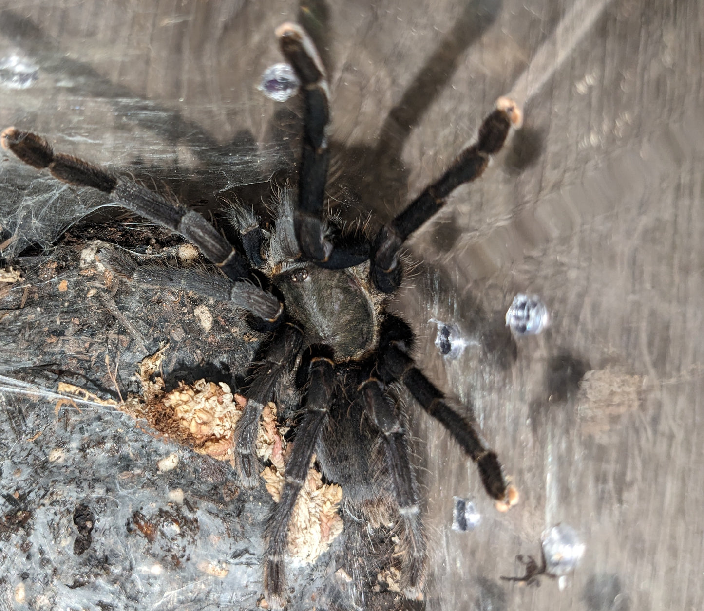 Cyriopagopus sp Big Black female