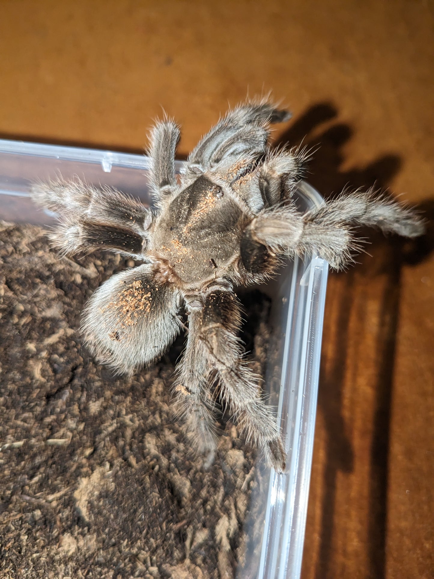 Female Steindachner's Ebony Tarantula (Aphonopelma steindachneri)