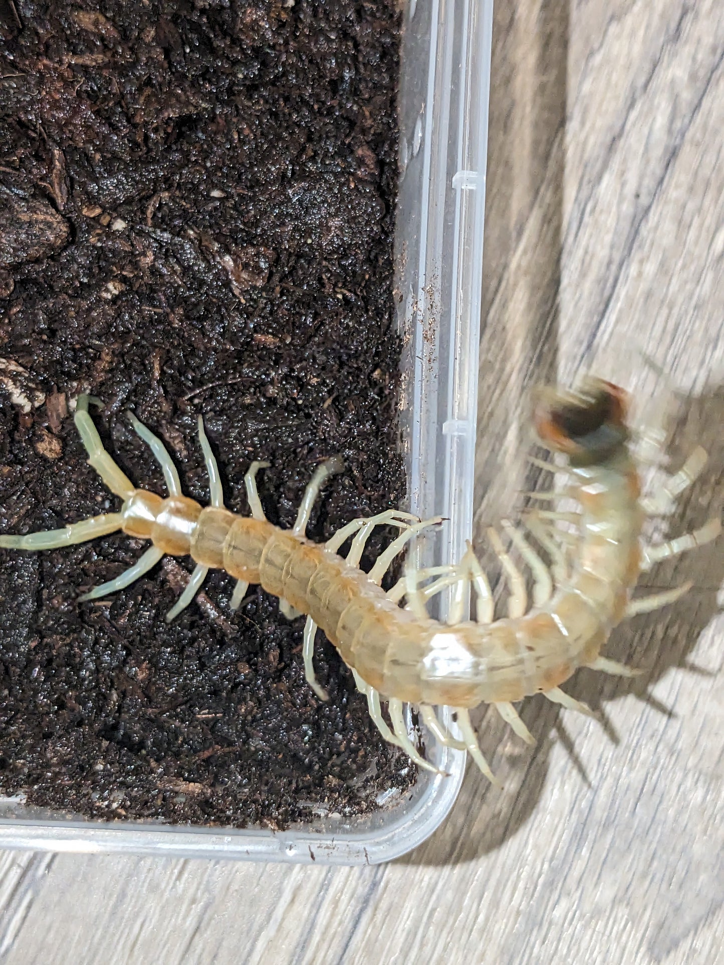 Scolopendra aztecorum (the Aztec Blue Centipede)