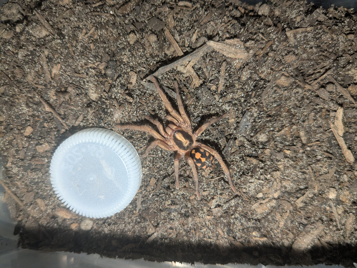 Unsexed Pumpkin Patch Tarantula (Hapalopus sp. Colombia