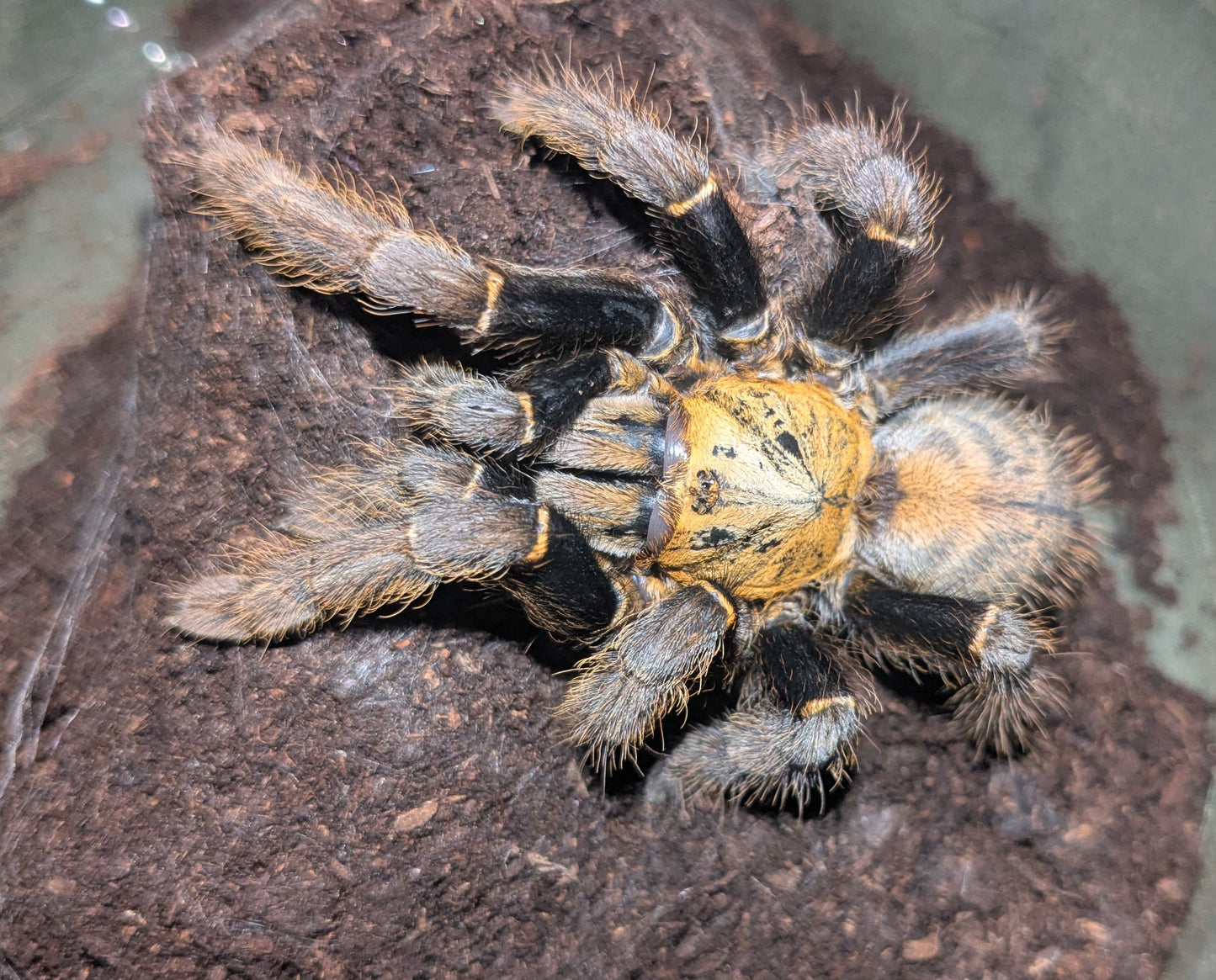 Female The Ho Chi Minh Tarantula (Ornithoctoninae sp. "Ho Chi Minh")