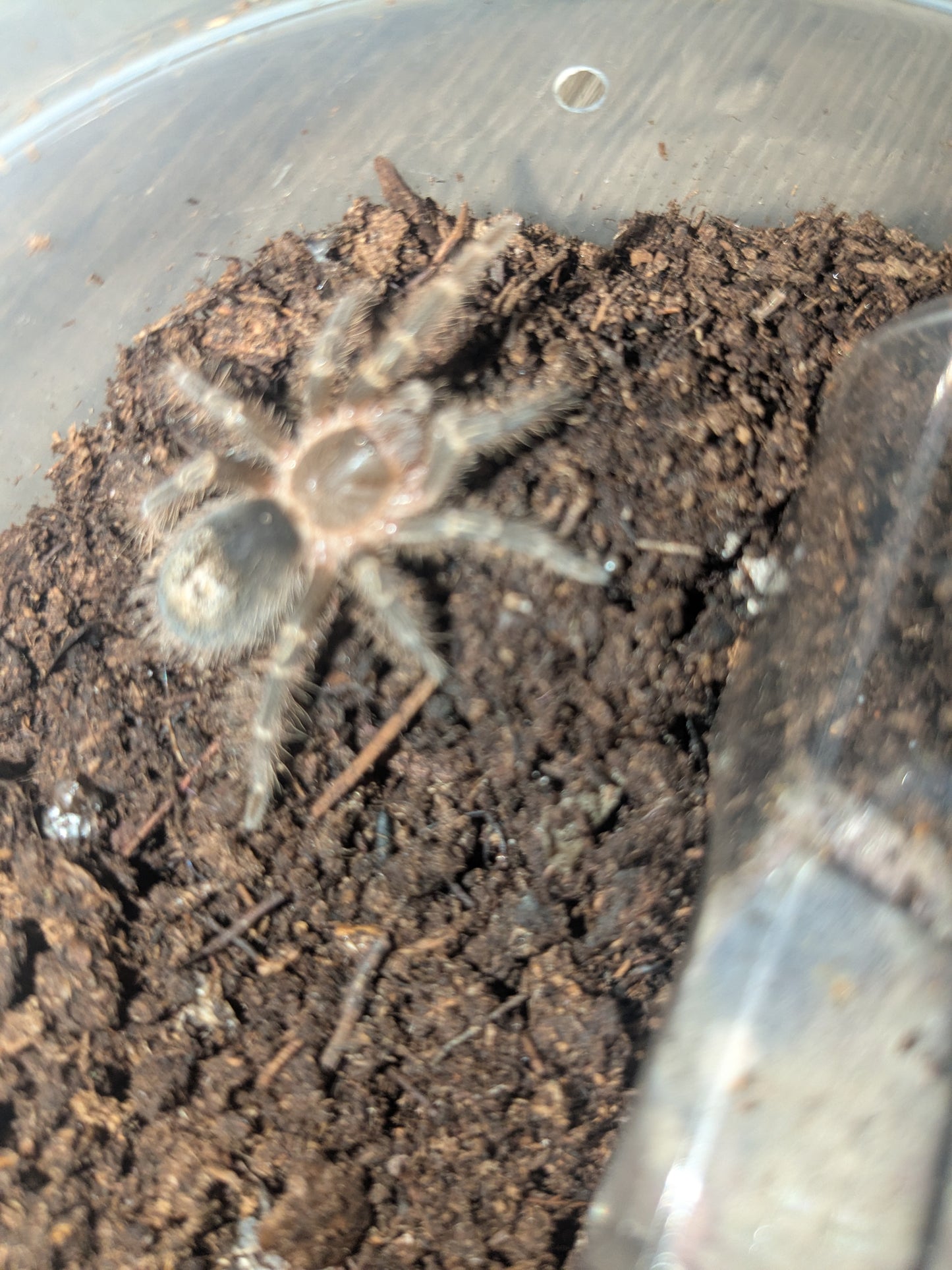Unsexed Grammostola pulchripes "the Chaco Golden Knee tarantula"