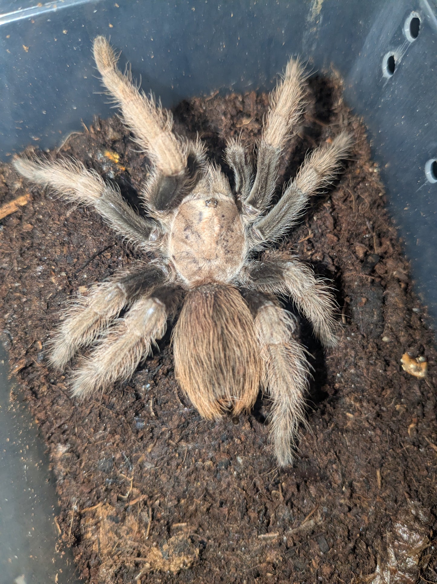 The Arizona blonde tarantula (Aphonopelma chalcodes) Confirmed Females