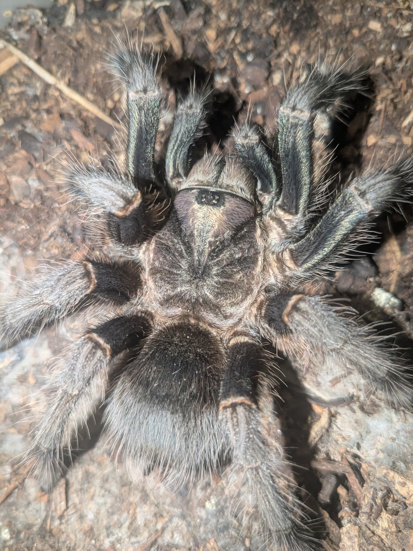 Phormictopus Green Femur "Mature Female"