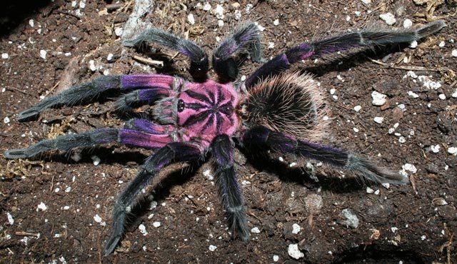 Amazon blue Bloom tarantulas