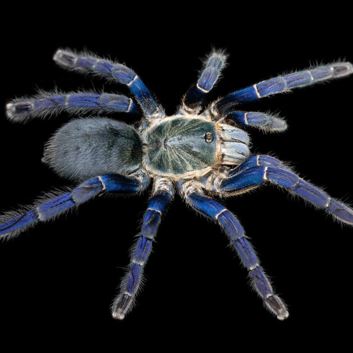Colbolt Blue Adult females cb
