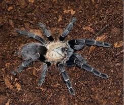 Haplopelma sp. bach ma