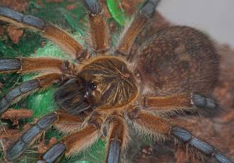Harpactira pulchripes
