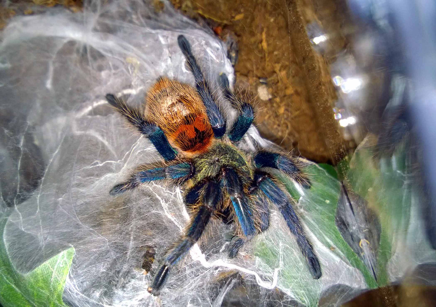 Chromatopelma Cyaneopubescens