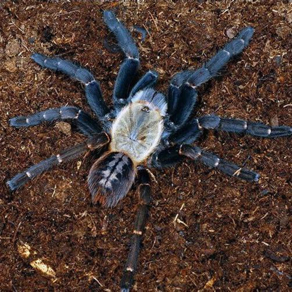 Haplopelma sp. bach ma