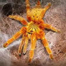 Pterinochilus Murinus