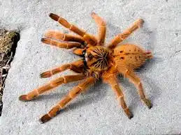 Pterinochilus Murinus