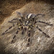 Adult female ghost