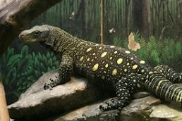 Adult ultra tame Crocodile 🐊 monitor