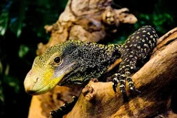 Adult ultra tame Crocodile 🐊 monitor