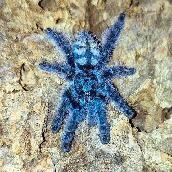 Caribena Versicolor 1"-2"