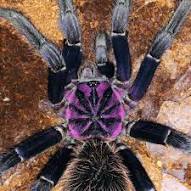 Amazon blue Bloom tarantulas