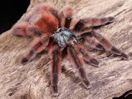 Antilles versicolor Mature female