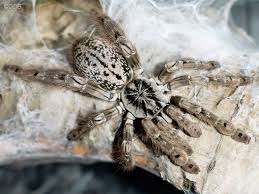 Heteroscodra maculatas